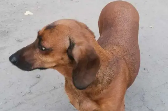 Найдена собака Такса возле пятерочки, Челябинск