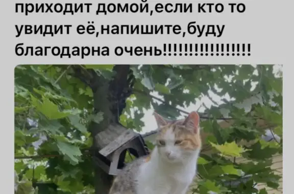 Пропала кошка, ул. Кирова, 45, Меленки
