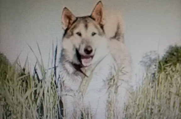 Пропала собака Жулик в Вологодской области