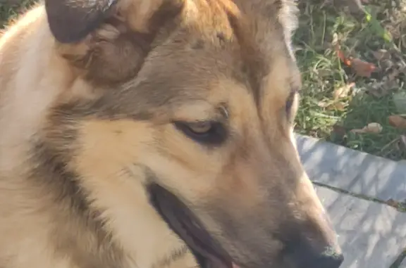 Найдена собака на ул. Коломийца, Домодедово