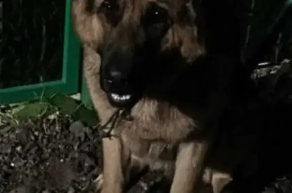 Собака найдена в СНТ-Рассвет 2, на передержке на пл. Карла Маркса, Талдом