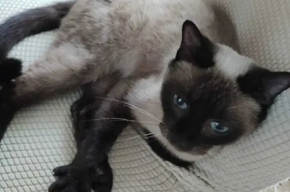 Найдена ласковая сиамская кошка возле кафе 