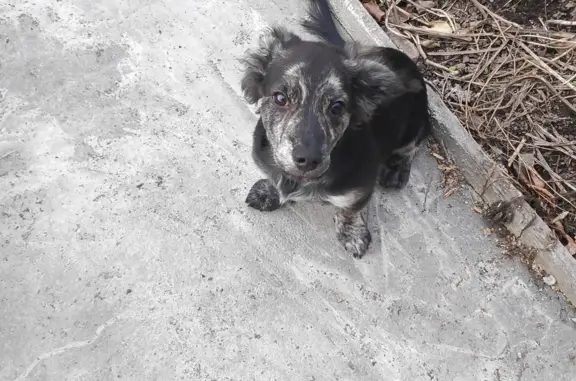 Найден щенок без ошейника: ул. Карпинского, 26