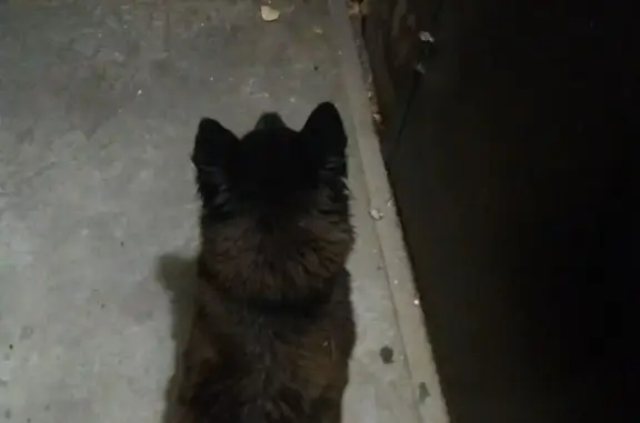 Найдена собака на ул. Мокрушина, 20, Томск