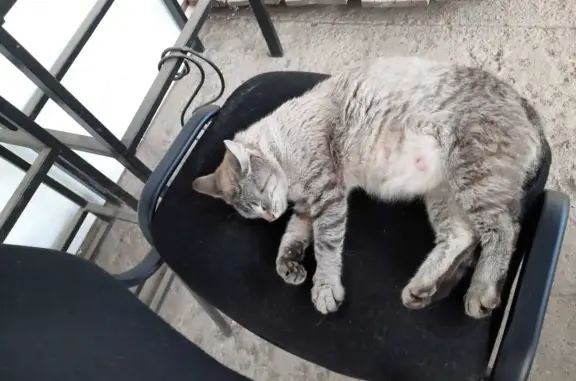 Пропала беременная кошка Алиса в Московской области