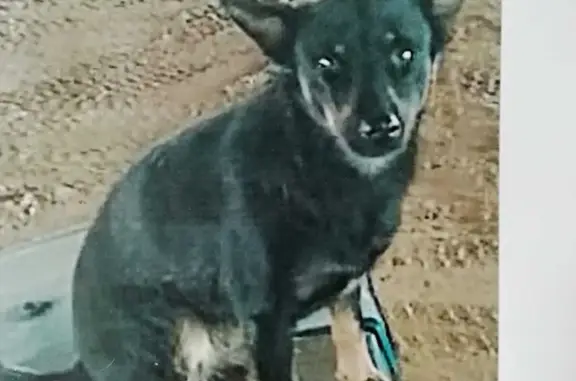Пропала собака возле канала в Ставропольском крае