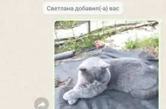 Кошки потеряшки, Московская область, фото: Потеряшка кошка Кот британец, серого цвета Пригородный
