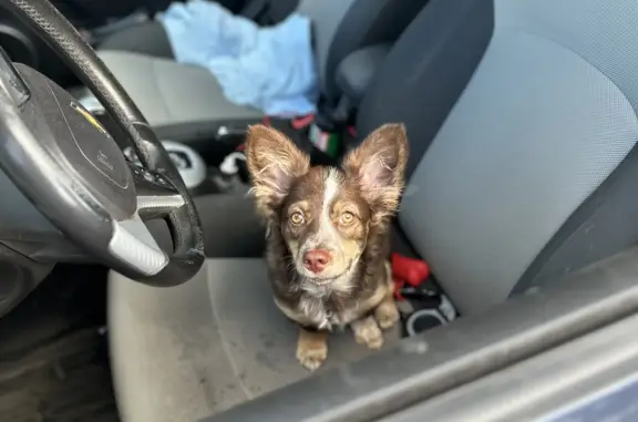 Собаки потеряшки, Казань, фото: Потеряшка собака: снт, Нагорный, Казань, агрессивна.