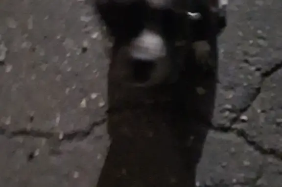 Собака Фенотип Стефа, знающая команды, найдена на Омской улице, 127