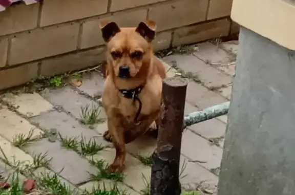 Найдена собака без клейма на поселковой улице, 37, Кострома