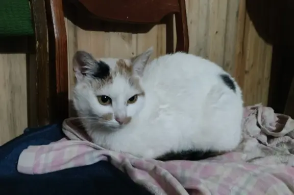 Найдена трёхцветная кошка на Рябиновой улице