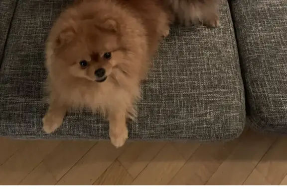 Собаки потеряшки, Санкт-Петербург, фото: Потеряшка собака: Рыжий шпиц, 2-я Жерновская ул., 72, СПб