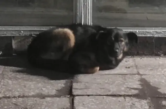 Собака с ошейником на работе в Набережных Челнах