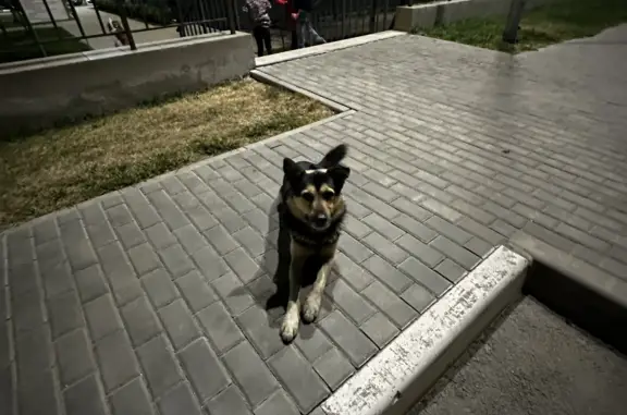 Найдена собака с ошейником на ул. Батурина, Сімферополь