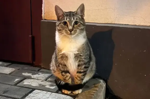 Найден домашний кот на ул. А. Солженицына, 24, Москва