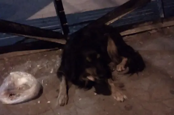 Найдена собака на Хрусталёва ул., 33, Севастополь
