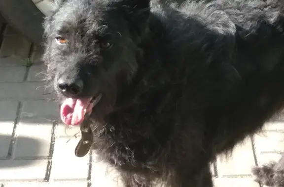 Пропала собака в Воронеже, переулок Здоровья