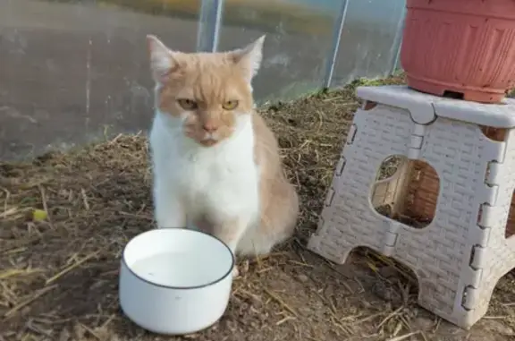 Найдена кошка, Оболенск, фото: Найден кот, нужна помощь! Адрес: ул. Строителей, Оболенск