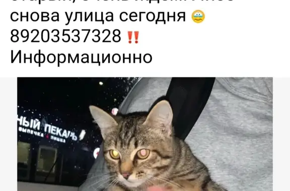 Найдена кошка в районе центра рынка, проспект Ленина, 15, Иваново