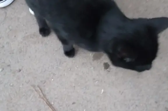 Пропавшая кошка на Барнаульской улице