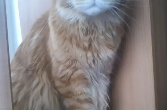 Пропала кошка Кузя в Архангельской области
