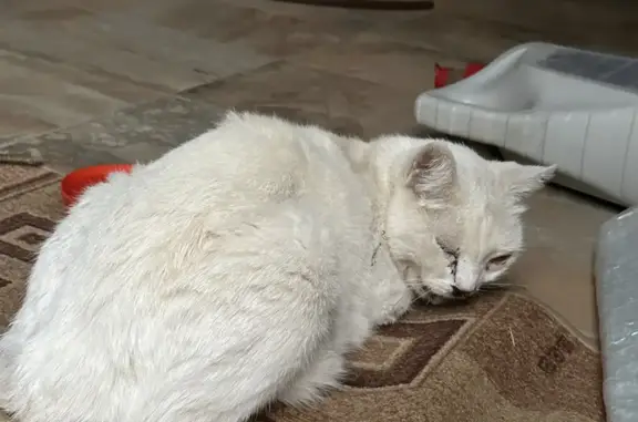 Спасенная белая кошка, пострадавшая от аварии, нуждается в лечении