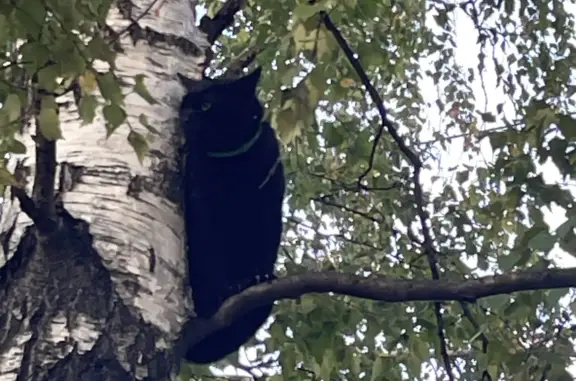 Найден черный кот с ошейником в Головинском сквере, ищет дом. Москва, Кронштадтский бульвар, 35А с11