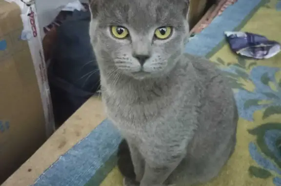 Найден серый кот на Степановском переезде