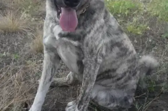 Собаки потеряшки, Волгоград, фото: Потеряшка собака Мальчик 