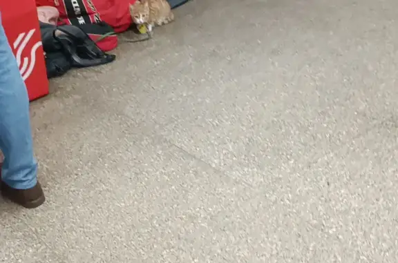 Найдена кошка на ул. Дыбенко, Москва