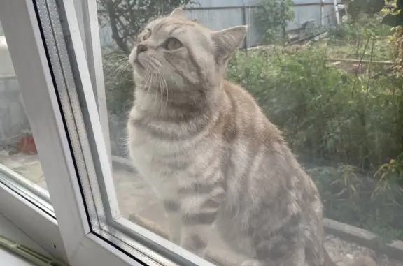 Найден кот в Оренбурге на ул. Чичерина, 50