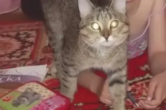 Пропала кошка с лысиной на пузике. Поиск в Челябинске.