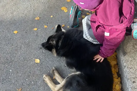 Собака найдена возле подъезда на ул. Мира, 58А