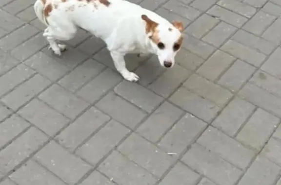 Пропала собака на ул. Лётчиков, 31, Екатеринбург