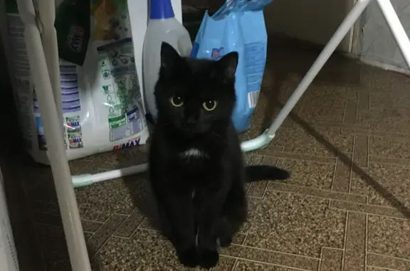 Пропала черно-белая кошка на ул. Карла Маркса, 18, Томск