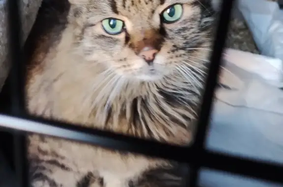 Найдена кошка на Фрунзе-Сурикова, ищем хозяина