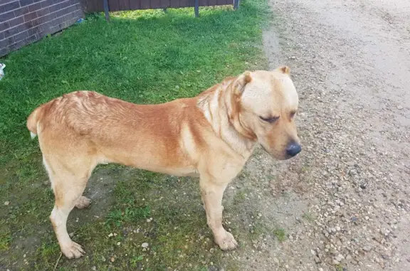Собака Алабай, купированные уши и хвост, найдена в Симбухово, Московская область
