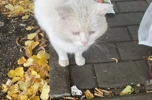Найден страдающий котик на Айской улице, 48, Уфа