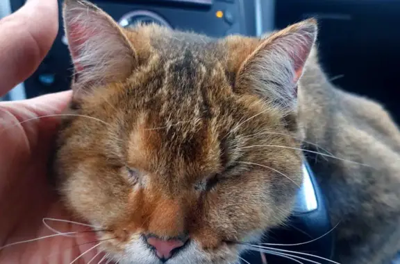 Найдена кошка Британская порода, глазная инфекция, адрес Шушары, Санкт-Петербург