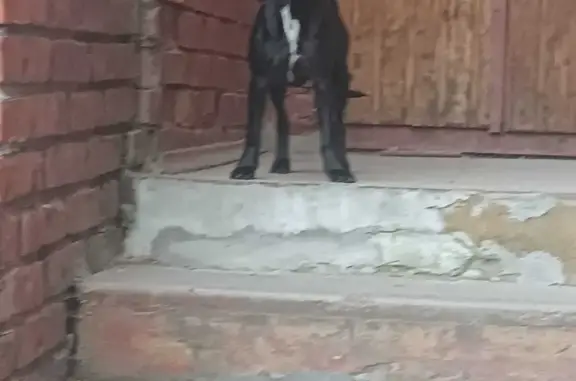 Собака ищет дом: ул. Елизаровых, 50, Томск