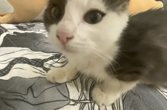 Кошки потеряшки, Волгоград, фото: Потеряшка кошка Пушистые уши, черно-белый окрас