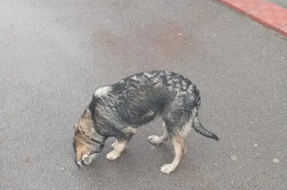 Найдена собака возле магазина 