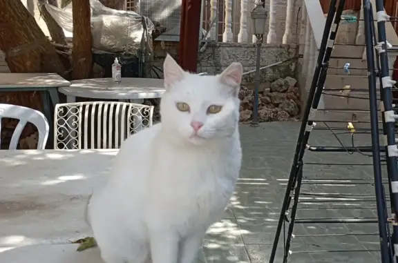 Пропала белая кошка, Киевская ул., 20, Москва