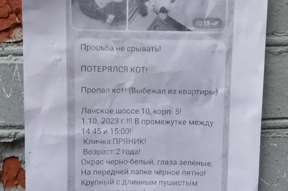 Кошки потеряшки, Санкт-Петербург, фото: ПРОПАЛ КОТ! ПРЯНИК, 2 года, черно-белый окрас, Ланское ш., 8, СПб. Вознаграждение! +7911-037-01-31!