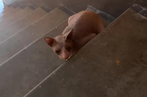 Найдена кошка породы Сфинкс на Римской улице, 22