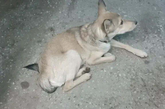 Найден щенок девочки с коричневым ошейником, пр. Ленина, 139