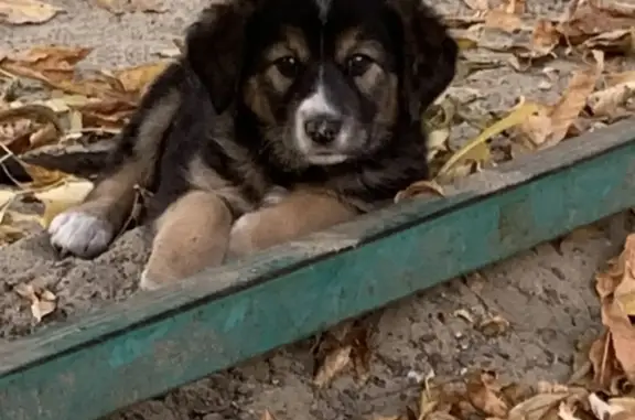 Потерян щенок на ул. Островского, 11, Пенза