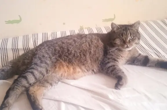 Пропала кошка Британец на Калининградском проспекте, 30