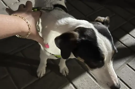 Собака найдена на Привокзальной площади, Краснодарский край