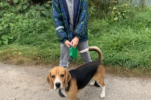 Собаки потеряшки, , фото: Потеряшка собака без ошейника: ул. Нижняя Дубровенка, 30, Смоленск